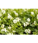 Garten-Storchschnabel - Geranium macrorrhizum 'White-Ness'