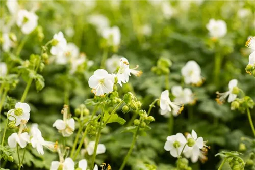 Garten-Storchschnabel - Geranium macrorrhizum 'White-Ness'