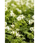 Garten-Storchschnabel - Geranium macrorrhizum 'White-Ness'