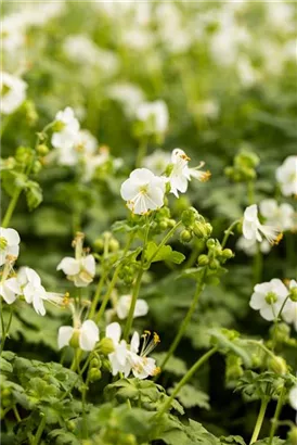 Garten-Storchschnabel - Geranium macrorrhizum 'White-Ness'