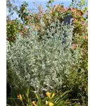 Halbstrauchiger Garten-Wermut - Artemisia arborescens 'Powis Castle'