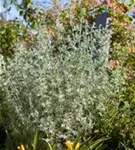 Gewöhnlicher Beifuß - Artemisia vulgaris