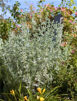 Gewöhnlicher Beifuß - Artemisia vulgaris