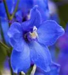 Verzweigter Garten-Rittersporn - Delphinium x bellad.'Piccolo'