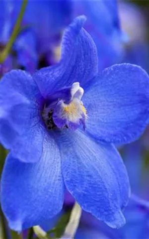 Delphinium x bellad.'Piccolo'