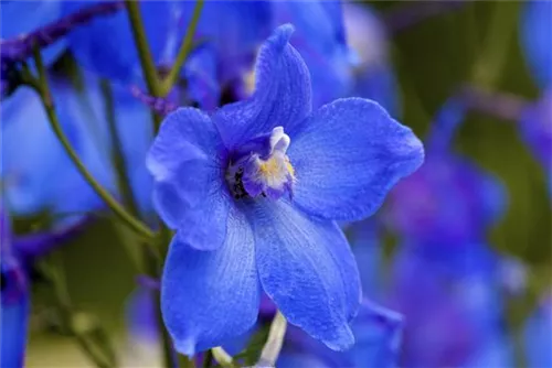 Verzweigter Garten-Rittersporn - Delphinium x bellad.'Piccolo'