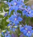 Verzweigter Garten-Rittersporn - Delphinium x bellad.'Piccolo'