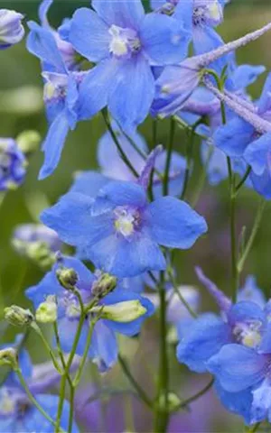 Delphinium x bellad.'Cliveden Beauty',gen.