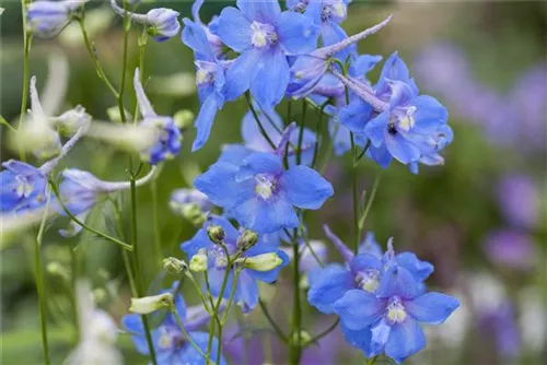 Verzweigter Garten-Rittersporn - Delphinium x bellad.'Piccolo'