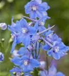 Verzweigter Garten-Rittersporn - Delphinium x bellad.'Piccolo'