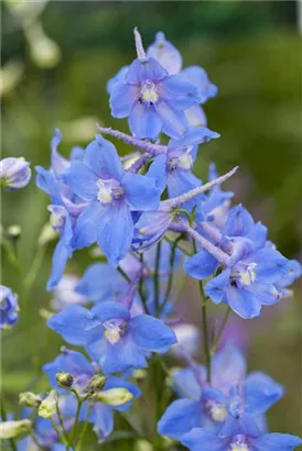 Verzweigter Garten-Rittersporn - Delphinium x bellad.'Piccolo'