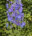 Verzweigter Garten-Rittersporn - Delphinium x bellad.'Piccolo'