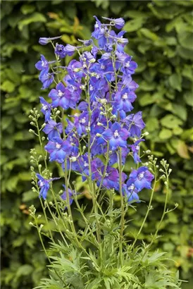 Verzweigter Garten-Rittersporn - Delphinium x bellad.'Piccolo'