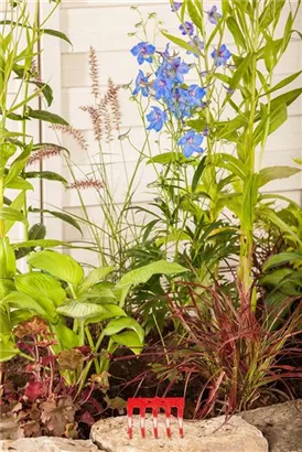 Verzweigter Garten-Rittersporn - Delphinium x bellad.'Piccolo'