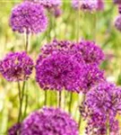 Garten-Kugel-Lauch - Allium aflatunense 'Purple Sensation'