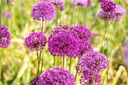 Garten-Kugel-Lauch - Allium aflatunense 'Purple Sensation'