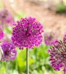 Garten-Kugel-Lauch - Allium aflatunense 'Purple Sensation'