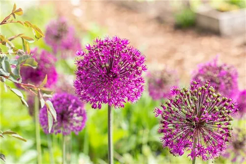 Garten-Kugel-Lauch - Allium aflatunense 'Purple Sensation'