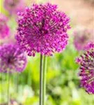 Garten-Kugel-Lauch - Allium aflatunense 'Purple Sensation'