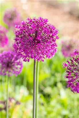 Garten-Kugel-Lauch - Allium aflatunense 'Purple Sensation'