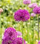 Garten-Kugel-Lauch - Allium aflatunense 'Purple Sensation'