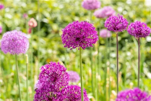 Garten-Kugel-Lauch - Allium aflatunense 'Purple Sensation'