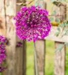 Garten-Kugel-Lauch - Allium aflatunense 'Purple Sensation'