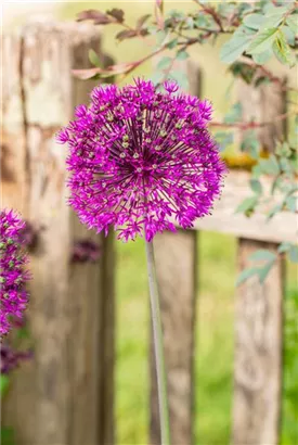 Garten-Kugel-Lauch - Allium aflatunense 'Purple Sensation'