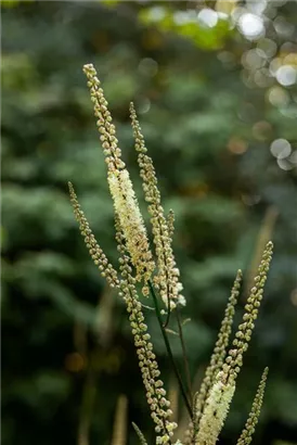 Lanzen-Silberkerze - Cimicifuga racemosa var.cordifolia