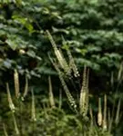 Lanzen-Silberkerze - Cimicifuga racemosa var.cordifolia