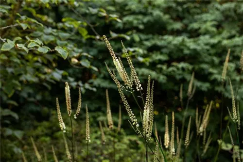 Lanzen-Silberkerze - Cimicifuga racemosa var.cordifolia