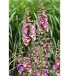 Rotblühender Fingerhut - Digitalis purpurea