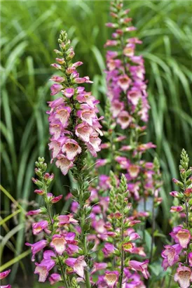 Rotblühender Fingerhut - Digitalis purpurea