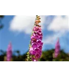 Rotblühender Fingerhut - Digitalis purpurea