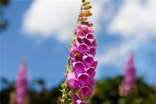 Rotblühender Fingerhut - Digitalis purpurea