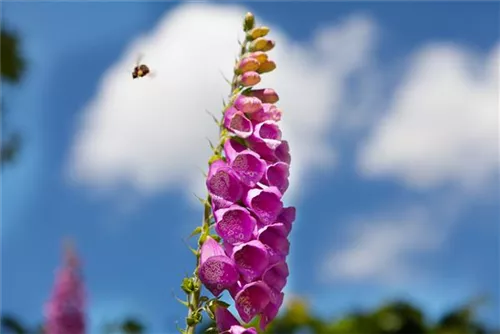 Rotblühender Fingerhut - Digitalis purpurea