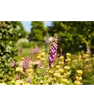 Rotblühender Fingerhut - Digitalis purpurea