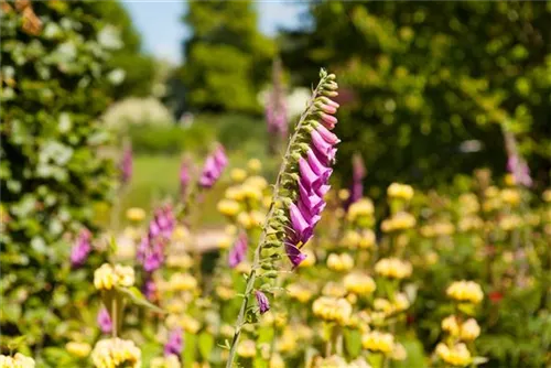 Rotblühender Fingerhut - Digitalis purpurea