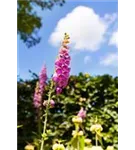 Rotblühender Fingerhut - Digitalis purpurea