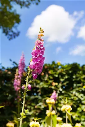 Rotblühender Fingerhut - Digitalis purpurea