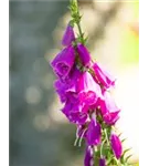 Rotblühender Fingerhut - Digitalis purpurea