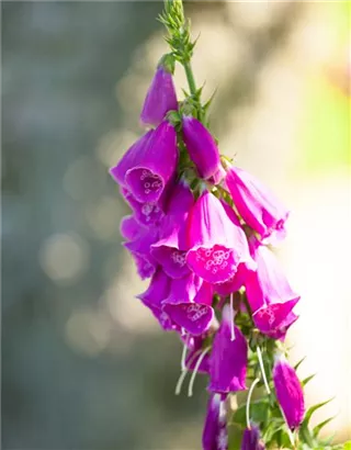 Rotblühender Fingerhut - Digitalis purpurea