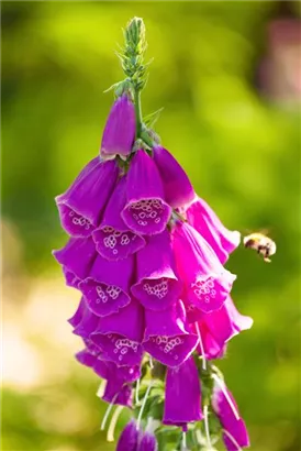 Rotblühender Fingerhut - Digitalis purpurea