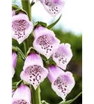 Rotblühender Fingerhut - Digitalis purpurea