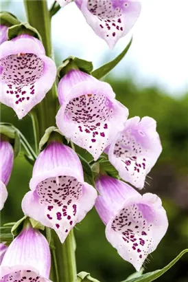 Rotblühender Fingerhut - Digitalis purpurea