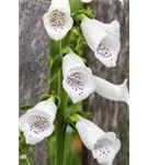 Rotblühender Fingerhut - Digitalis purpurea