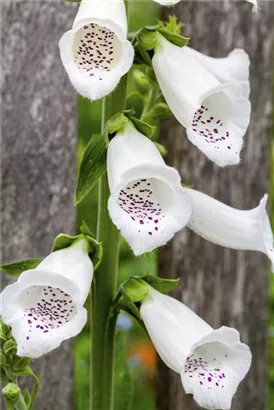 Rotblühender Fingerhut - Digitalis purpurea