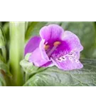 Rotblühender Fingerhut - Digitalis purpurea