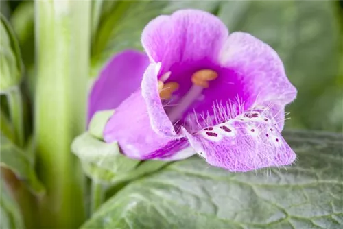 Rotblühender Fingerhut - Digitalis purpurea