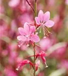 Lindheimers Prachtkerze - Gaura lindheimerii